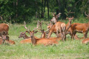 Сафари-Парк - экскурсия в Национальный парк "Припятский"
