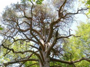 «Царь-сосна» в Нац Парке "Припятский"